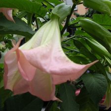 dscn0652