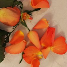 IMG_4864