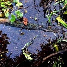 IMG_5378