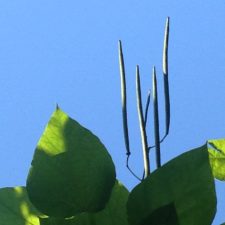 IMG_5173